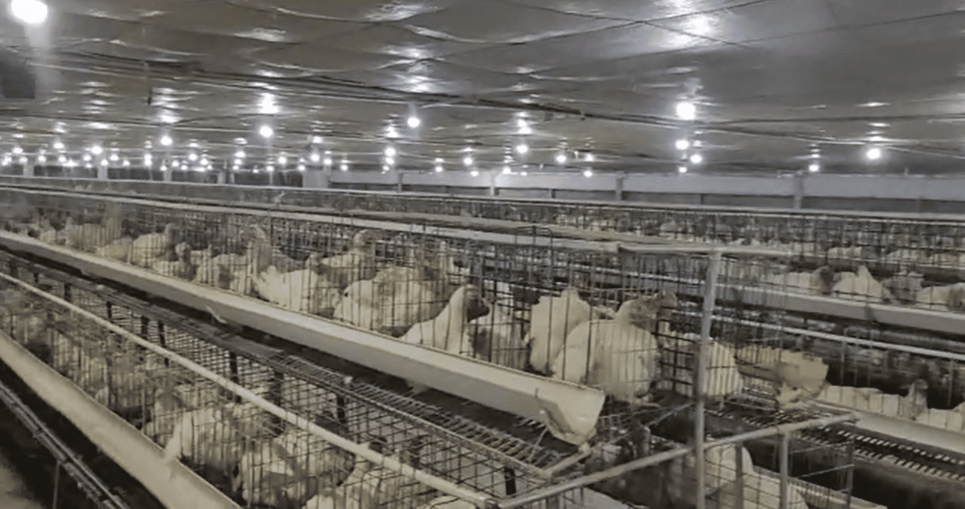 You are currently viewing Region’s Largest Hi-tech Poultry Farm Goes SOLAR at Unnao